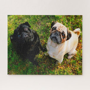 Pug Dogs. Legpuzzel