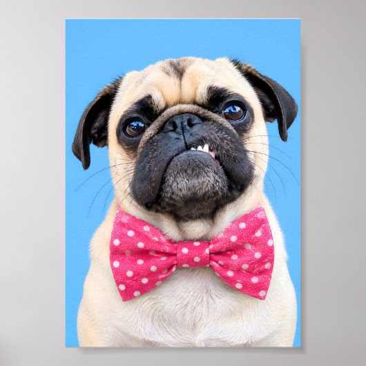 Pug Draagt Roze Strik Poster (Voorkant)