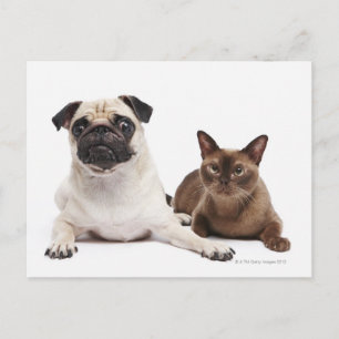 Pug en Birmese kat Briefkaart