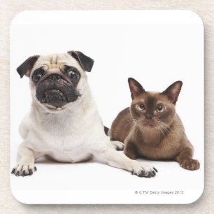 Pug en Birmese kat Drankjes Onderzetter