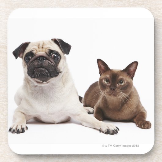 Pug en Birmese kat Drankjes Onderzetter (Voorkant)