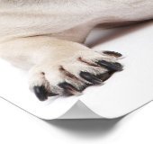 Pug en Birmese kat Poster (Hoek)