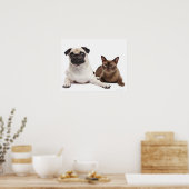 Pug en Birmese kat Poster (Keuken)