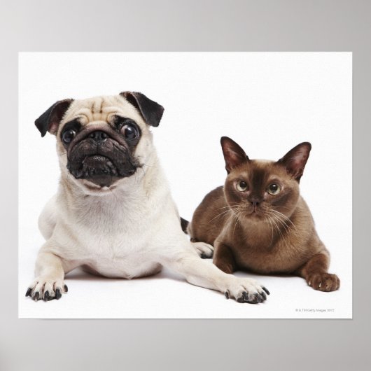 Pug en Birmese kat Poster (Voorkant)