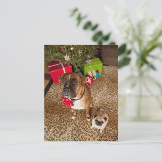 Pug en bokserzitting voor Kerstboom Feestdagenkaart (Staand voorkant)