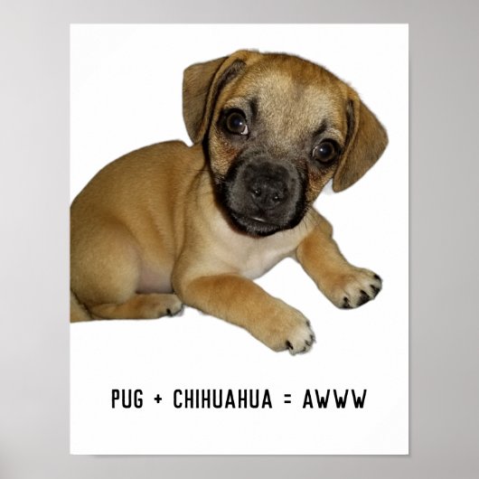 Pug en Chihuahua Schattige Hondenpuppy Ras Mix Eve Poster (Voorkant)