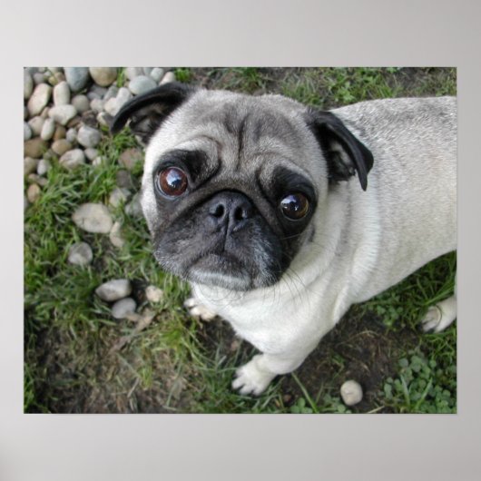 Pug en kiezelsteentjes print (Voorkant)