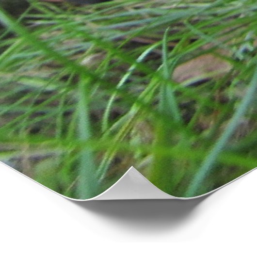 Pug- en Sharpei-puppydruk Poster (Hoek)