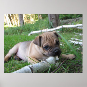 Pug- en Sharpei-puppydruk Poster