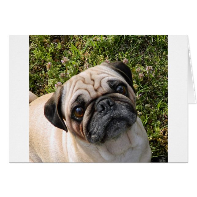 pug fawn (Voorkant Horizontaal)