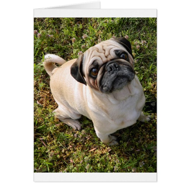 pug fawn full.png (Voorkant)