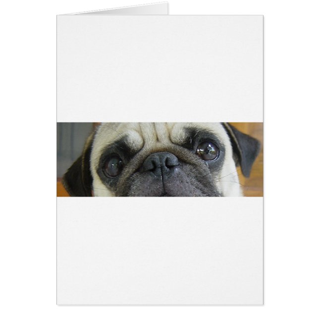 pug fawn ogen.png (Voorkant)