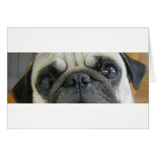 pug fawn ogen.png