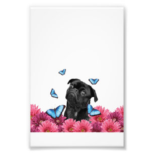 Pug Gerbera Butterflies   Cute Black Dog Foto Afdruk