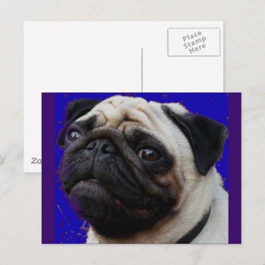 Pug—Gifts—Schattig gezicht Briefkaart (Voorkant / Achterkant)