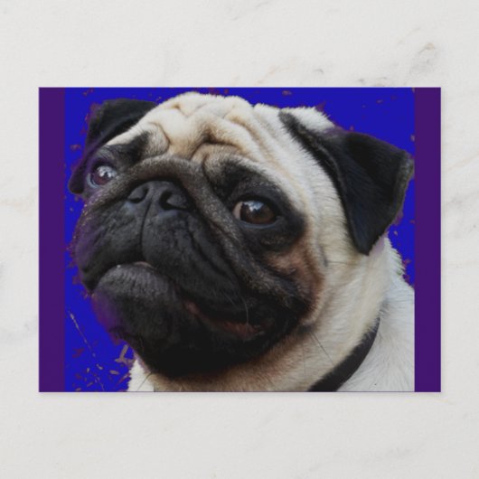 Pug—Gifts—Schattig gezicht Briefkaart (Voorkant)