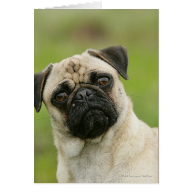 Pug Head die naar camera kijkt (Voorkant)