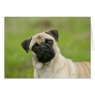 Pug Head die naar camera kijkt
