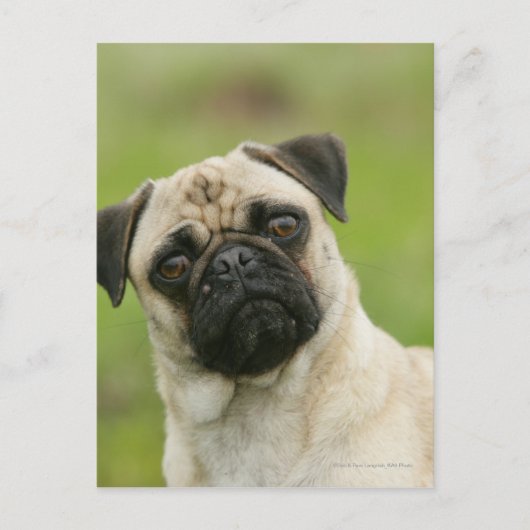 Pug Head die naar camera kijkt Briefkaart (Voorkant)