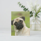 Pug Head die naar camera kijkt Briefkaart (Staand voorkant)