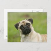 Pug Head die naar camera kijkt Briefkaart (Voorkant / Achterkant)