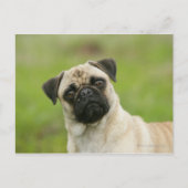 Pug Head die naar camera kijkt Briefkaart (Voorkant)