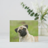 Pug Head die naar camera kijkt Briefkaart (Staand voorkant)