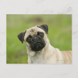 Pug Head die naar camera kijkt Briefkaart