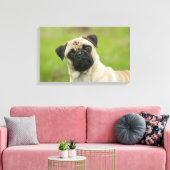Pug Head die naar camera kijkt Canvas Afdruk (Insitu (Woonkamer))