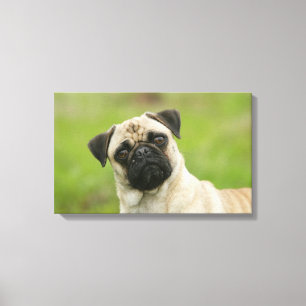 Pug Head die naar camera kijkt Canvas Afdruk