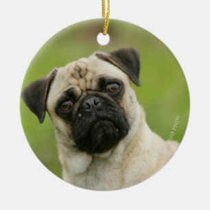 Pug Head die naar camera kijkt Keramisch Ornament