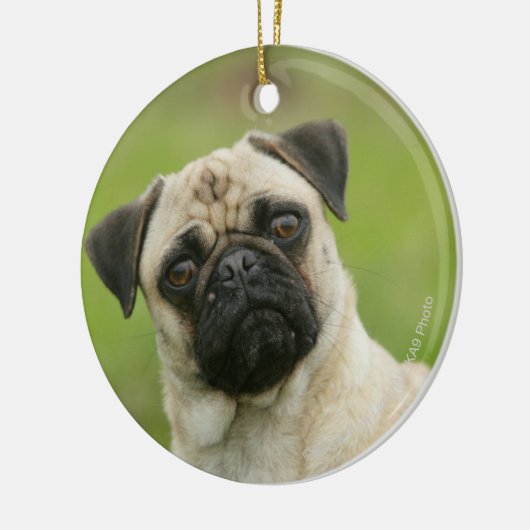 Pug Head die naar camera kijkt Keramisch Ornament (Links)
