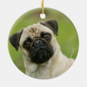 Pug Head die naar camera kijkt Keramisch Ornament (Achterkant)