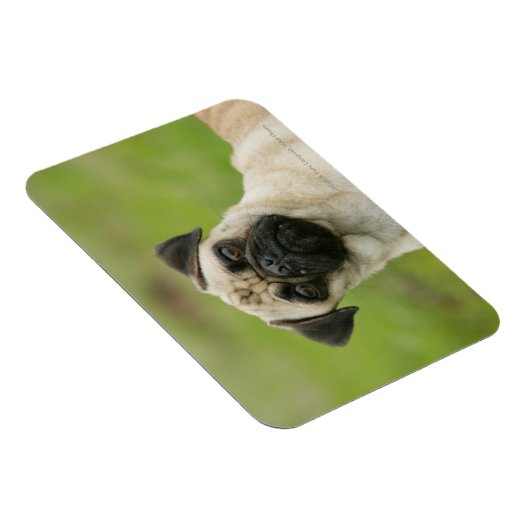 Pug Head die naar camera kijkt Magneet (Rechterzijde)