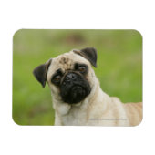 Pug Head die naar camera kijkt Magneet (Horizontaal)