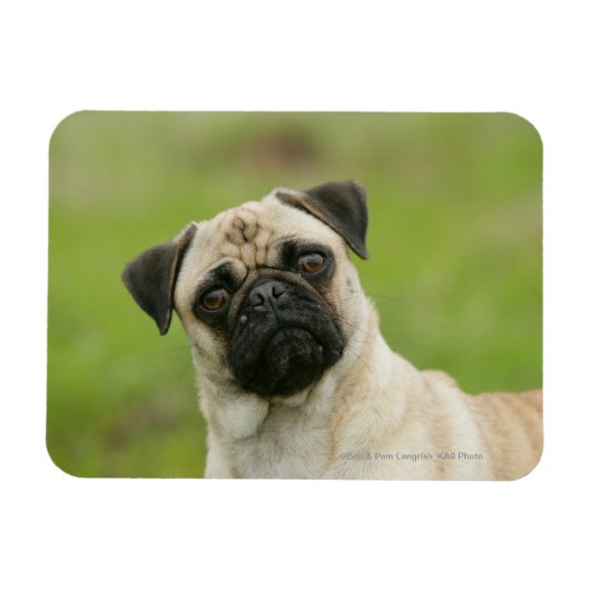 Pug Head die naar camera kijkt Magneet (Horizontaal)