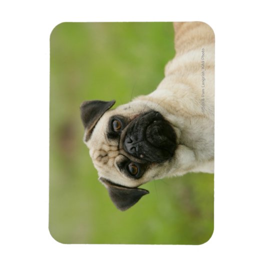 Pug Head die naar camera kijkt Magneet (Verticaal)