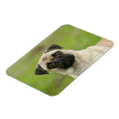 Pug Head die naar camera kijkt Magneet (Linkerzijde)