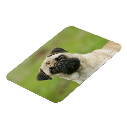 Pug Head die naar camera kijkt Magneet (Linkerzijde)