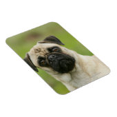 Pug Head die naar camera kijkt Magneet (Rechterzijde)