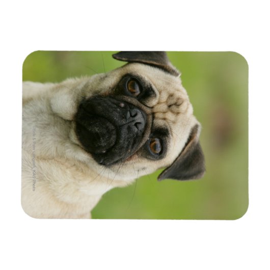 Pug Head die naar camera kijkt Magneet (Horizontaal)
