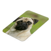 Pug Head die naar camera kijkt Magneet (Linkerzijde)