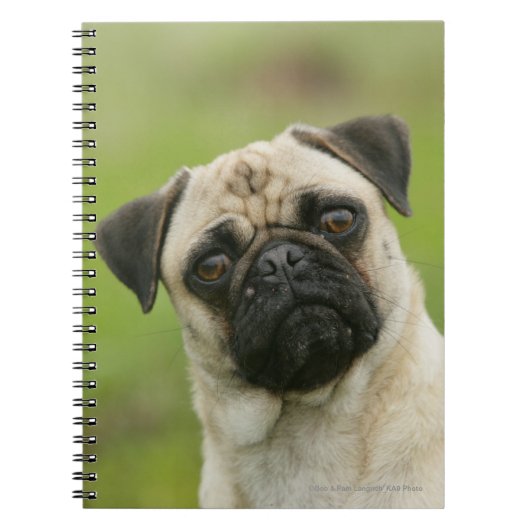 Pug Head die naar camera kijkt Notitieboek (Voorkant)