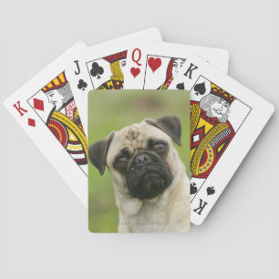 Pug Head die naar camera kijkt Pokerkaarten