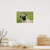 Pug Head die naar camera kijkt Poster (Keuken)