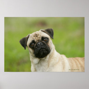 Pug Head die naar camera kijkt Poster