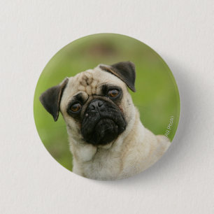 Pug Head die naar camera kijkt Ronde Button 5,7 Cm