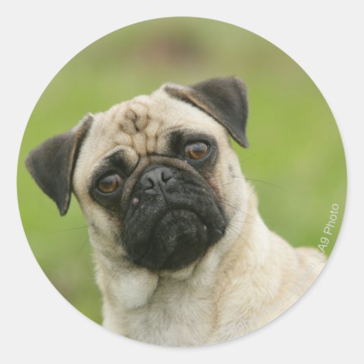 Pug Head die naar camera kijkt Ronde Sticker (Voorkant)