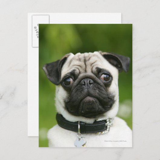 Pug headshot briefkaart (Voorkant / Achterkant)