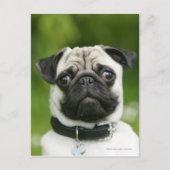 Pug headshot briefkaart (Voorkant)
